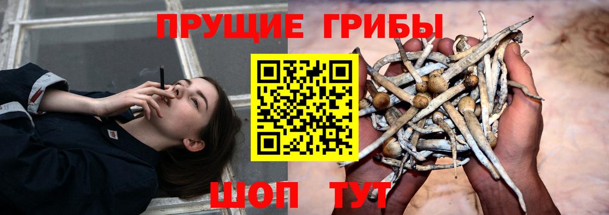 Галлюциногенные грибы Psilocybine cubensis Еманжелинск